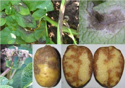 Potato: tuber diseases + photo