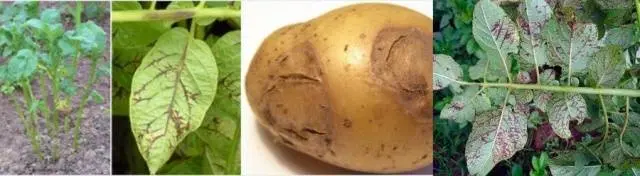 Potato: tuber diseases + photo