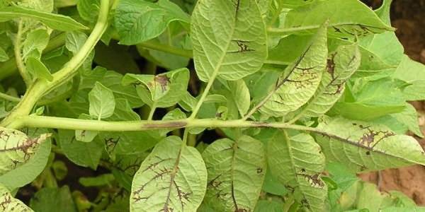 Potato: tuber diseases + photo