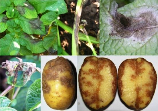 Potato: tuber diseases + photo