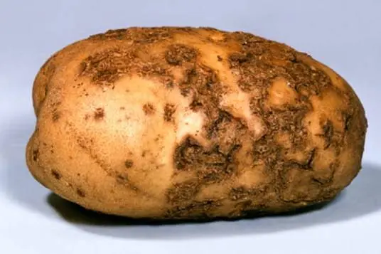 Potato: tuber diseases + photo