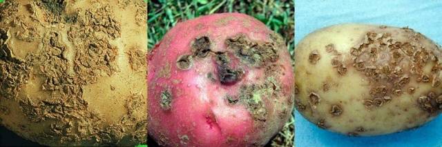 Potato: tuber diseases + photo