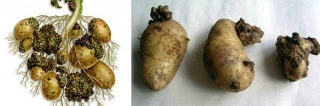 Potato: tuber diseases + photo