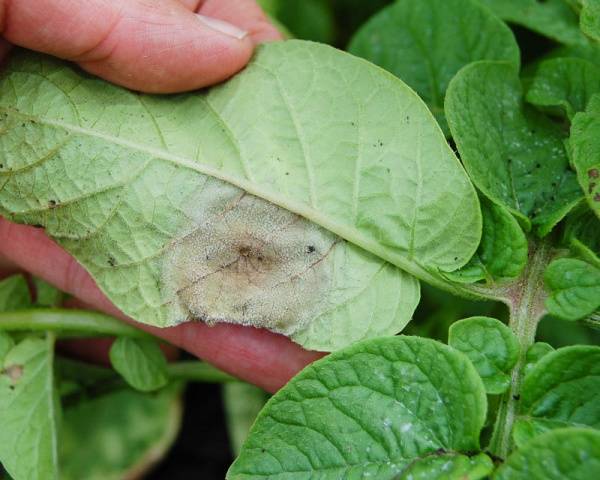 Potato: tuber diseases + photo