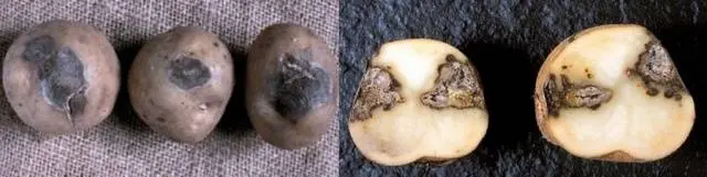 Potato: tuber diseases + photo