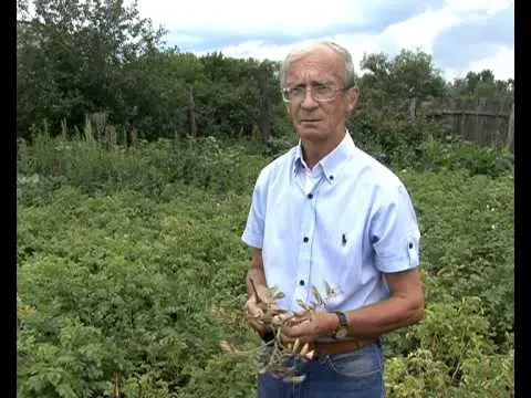 Potato: tuber diseases + photo