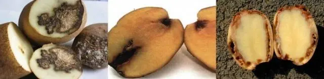 Potato: tuber diseases + photo