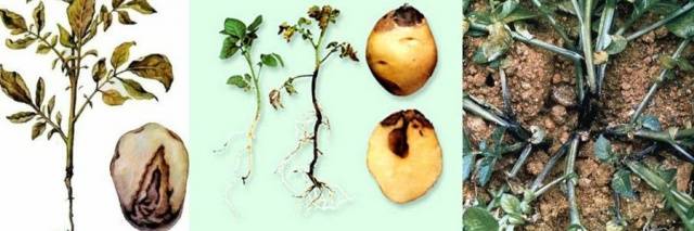 Potato: tuber diseases + photo