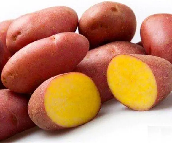 Potato varieties with yellow flesh