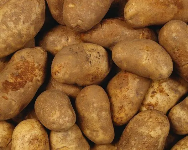 Potato varieties with yellow flesh