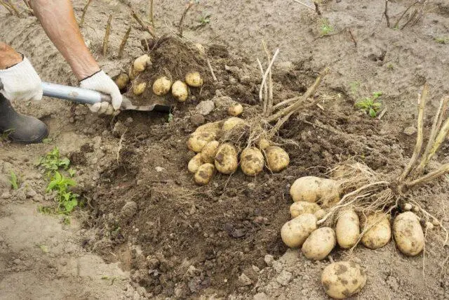 Potato varieties with yellow flesh