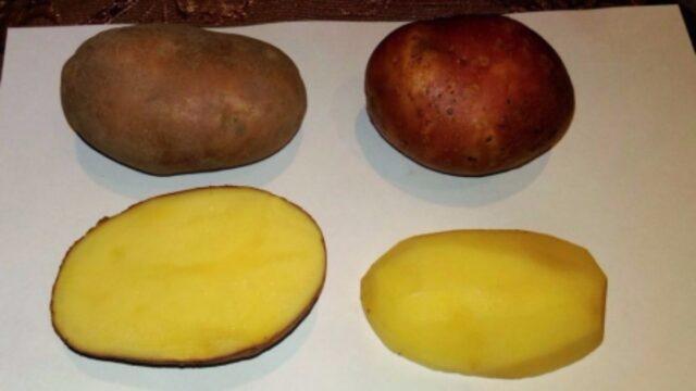 Potato varieties with yellow flesh