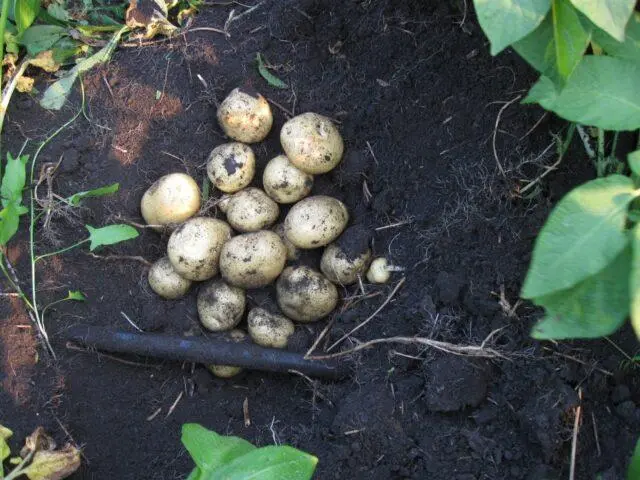 Potato varieties with yellow flesh