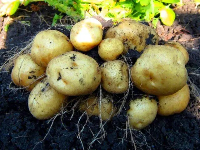 Potato varieties with yellow flesh