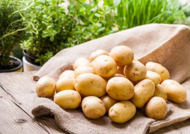 Potato varieties with yellow flesh