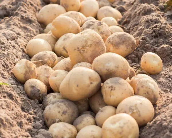 Potato varieties with yellow flesh