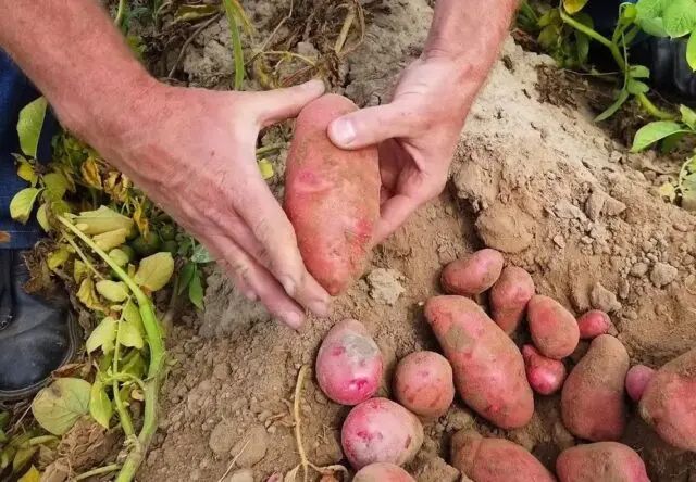 Potato varieties with yellow flesh