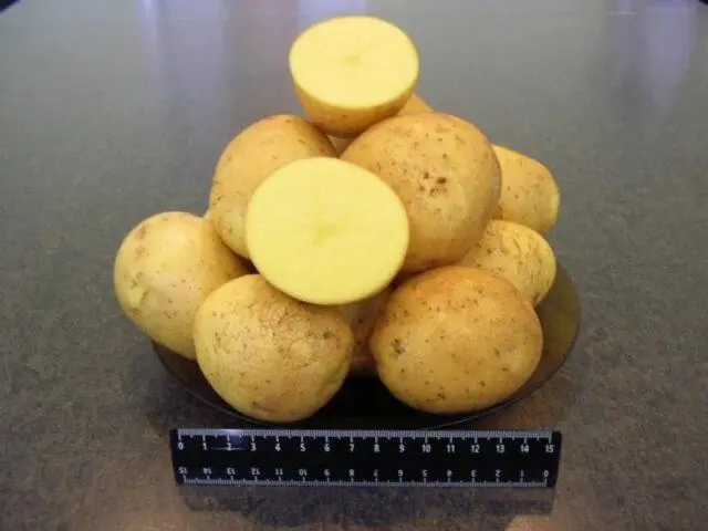 Potato varieties with yellow flesh