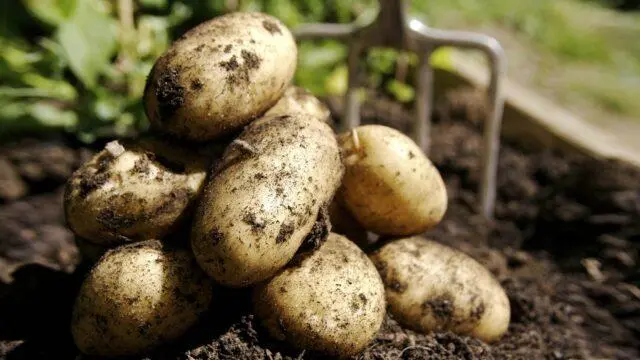 Potato varieties with yellow flesh