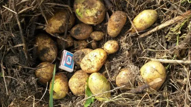 Potato varieties with yellow flesh