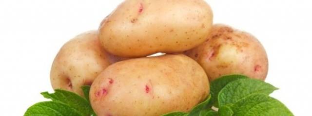 Potato variety Aurora: characteristic