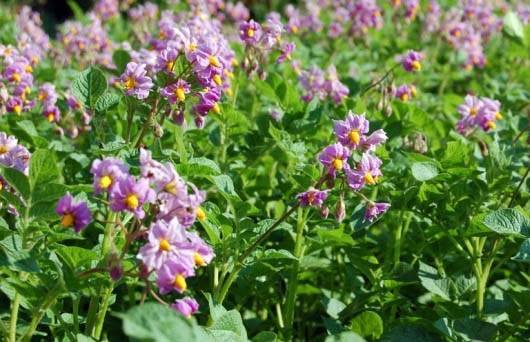 Potato variety Aurora: characteristic