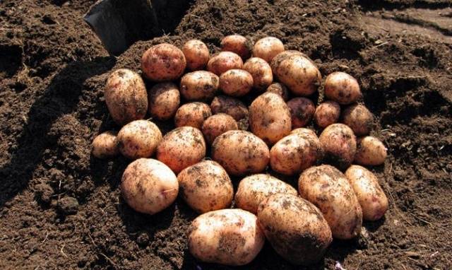 Potato variety Aurora: characteristic