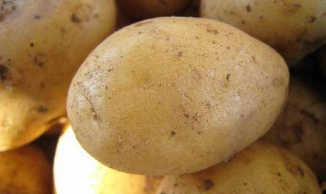 Potato variety Aurora: characteristic