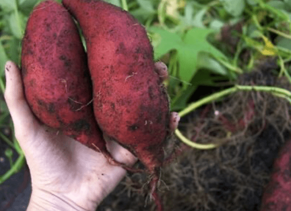 Potato variety Aurora: characteristic