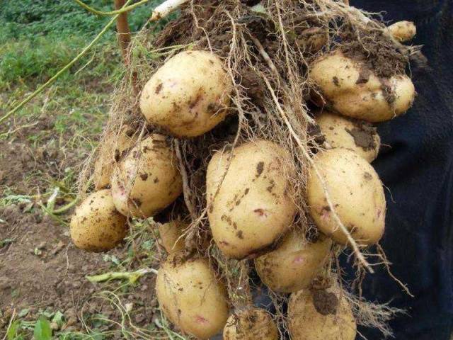 Potato variety Aurora: characteristic