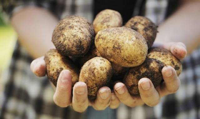 Potato variety Aurora: characteristic