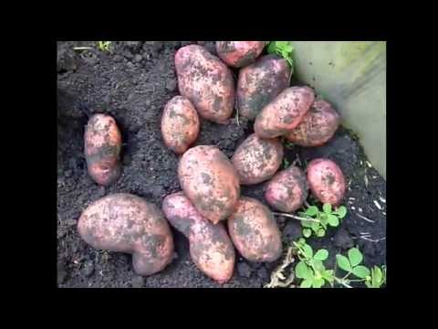 Potato variety Aurora: characteristic