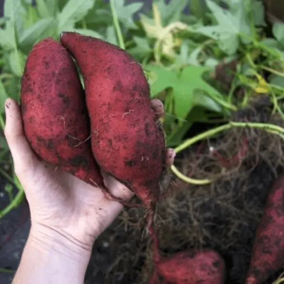 Potato variety Aurora: characteristic