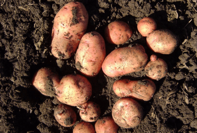 Potato variety Explosive