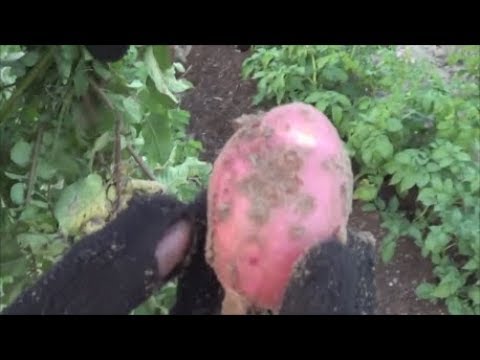 Potato variety Explosive