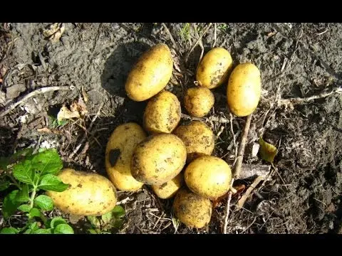 Potato variety Gala: characteristics, reviews