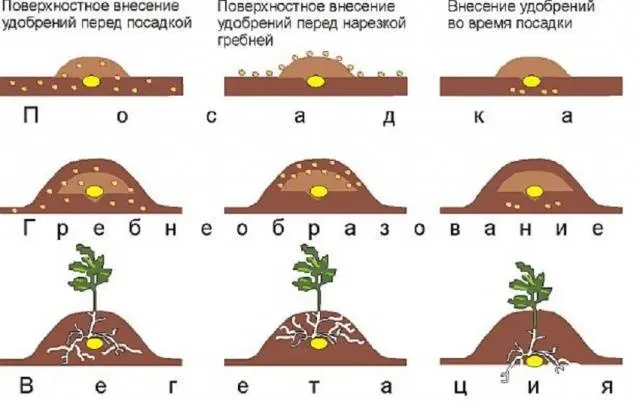 Potato variety Gala: characteristics, reviews