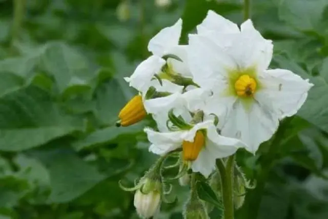 Potato variety Gala: characteristics, reviews