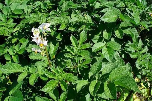 Potato variety Gala: characteristics, reviews