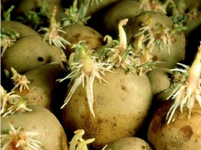 Potato variety Gala: characteristics, reviews