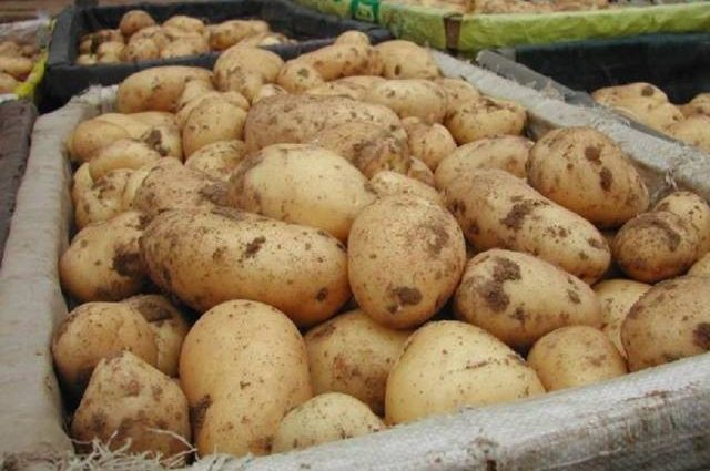 Potato variety Gala: characteristics, reviews