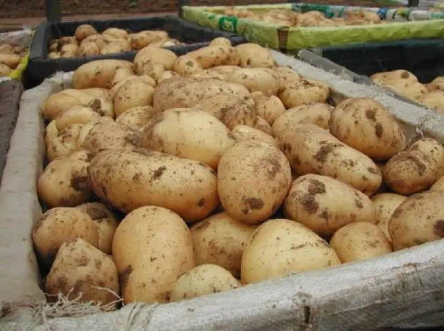 Potato variety Gala: characteristics, reviews