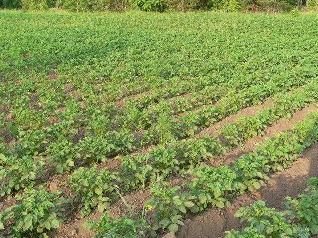 Potato variety Hostess: characteristics and description, photos, reviews