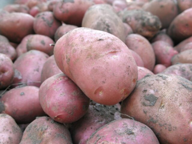 Potato variety Hostess: characteristics and description, photos, reviews