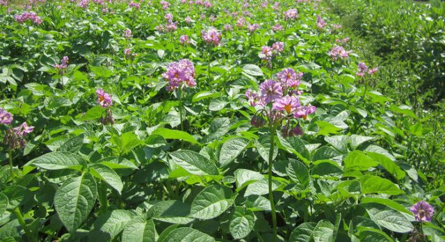 Potato variety Izyuminka