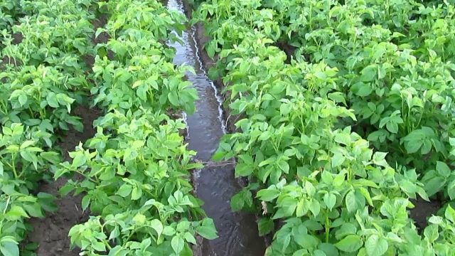 Potato variety Izyuminka