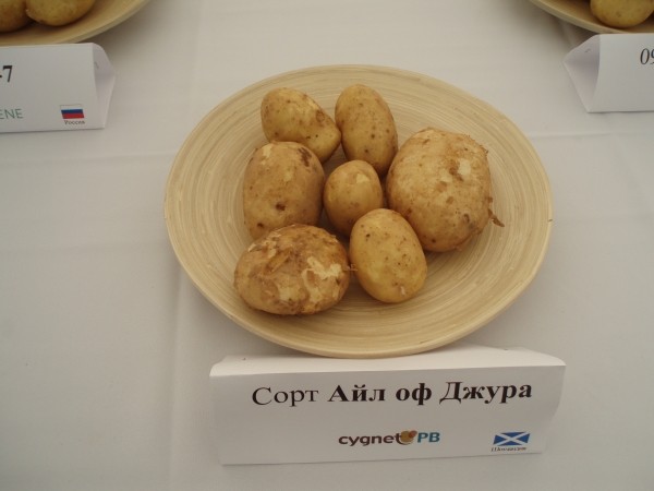 Potato variety Jura (Isle Of Jura): reviews and description