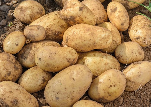 Potato variety Jura (Isle Of Jura): reviews and description