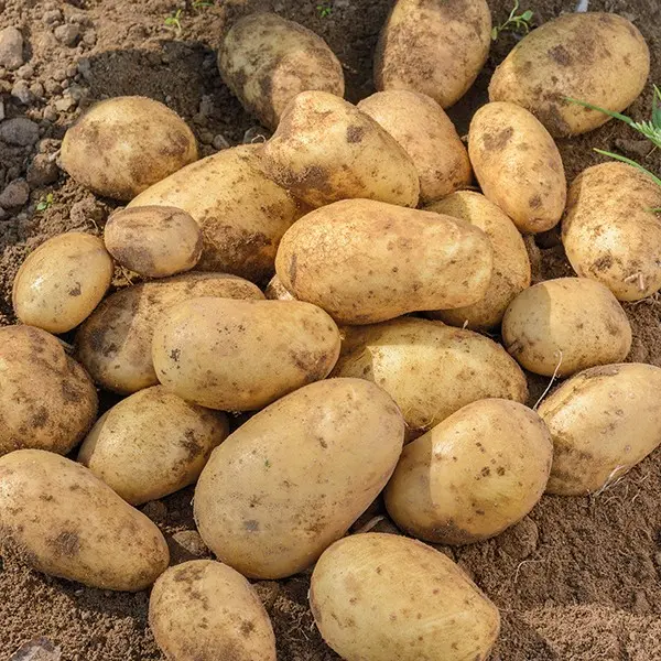 Potato variety Jura (Isle Of Jura): reviews and description