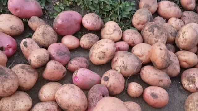 Potato variety Kamensky: characteristics, photos, reviews